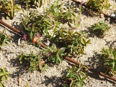 Hypericum calycinum
