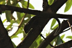 Tamiops maritimus hainanus