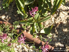 Fumaria officinalis