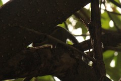 Tamiops maritimus hainanus