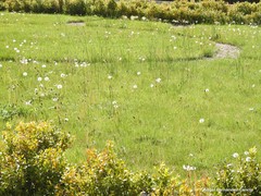 Taraxacum