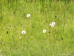Taraxacum