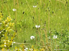 Taraxacum