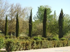 Cupressus sempervirens