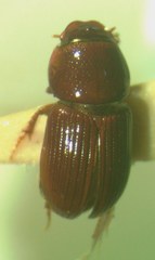 Nialaphodius nigrita