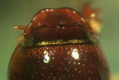 Nialaphodius nigrita