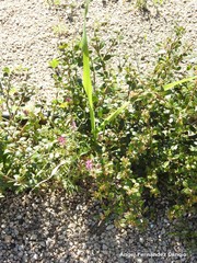 Fumaria officinalis
