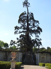 Sequoiadendron giganteum