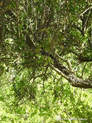 Prunus amygdalus