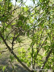 Prunus amygdalus