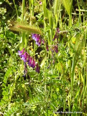 Vicia villosa