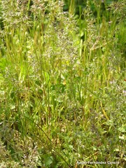 Poa bulbosa
