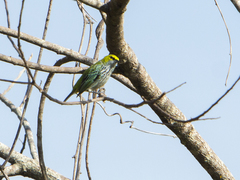 Ixothraupis guttata