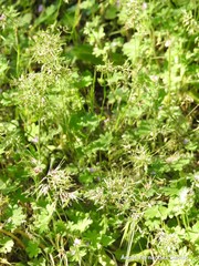 Poa bulbosa