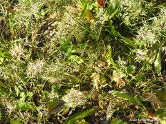 Poa bulbosa