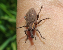 Lepyrus oregonus