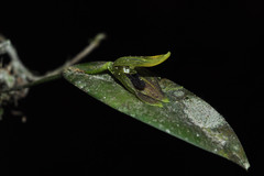 Acianthera saundersiana
