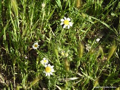Anacyclus clavatus