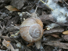 Helix pomatia