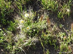 Anacyclus clavatus