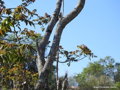 Ailanthus altissima