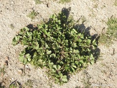 Malva
