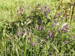 Vicia villosa