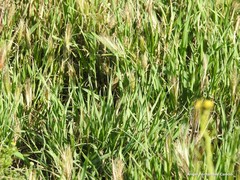 Hordeum murinum leporinum