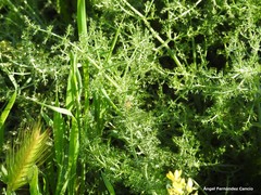 Anacyclus clavatus