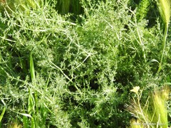 Anacyclus clavatus