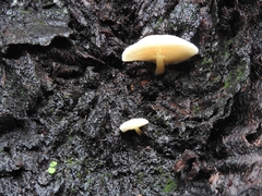 Oudemansiella mucida