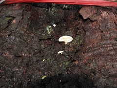 Oudemansiella mucida