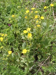 Potentilla umbrosa