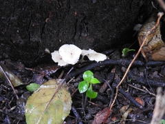 Oudemansiella mucida