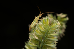 Miridius quadrivirgatus