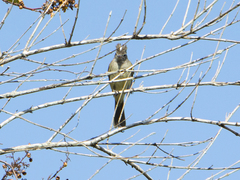 Elaenia flavogaster