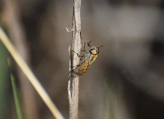 Silvius quadrivittatus