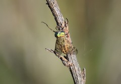 Silvius quadrivittatus