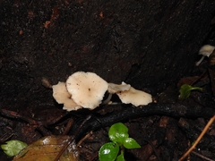 Oudemansiella mucida