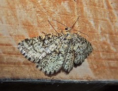 Heliomata glarearia
