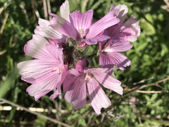 Sidalcea malviflora malviflora