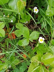 Fragaria vesca