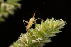 Miridius quadrivirgatus