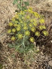 Ridolfia segetum