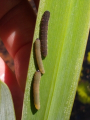 Rhadinoceraea micans