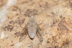 Hallidia plumipilosa