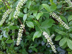 Itea