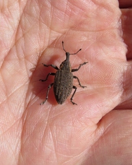 Lepyrus oregonus