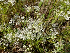 Limnosciadium pinnatum