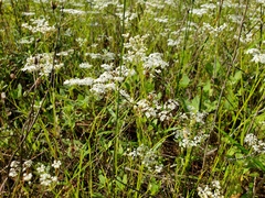 Limnosciadium pinnatum